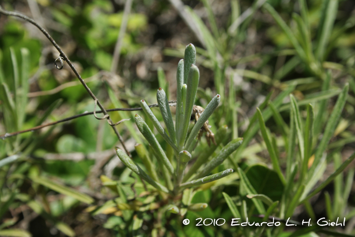 Senecio ceratophylloides