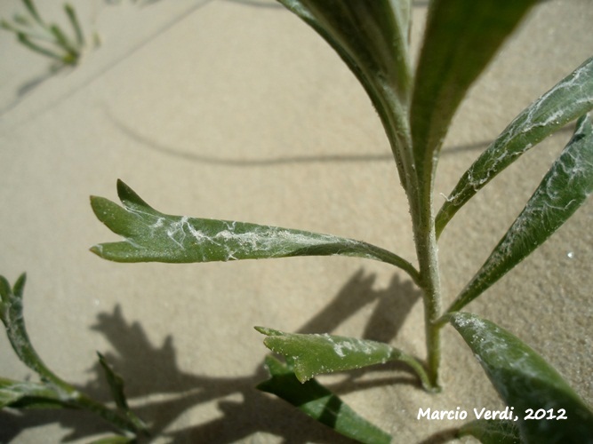 Senecio ceratophylloides