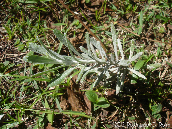 Senecio ceratophylloides