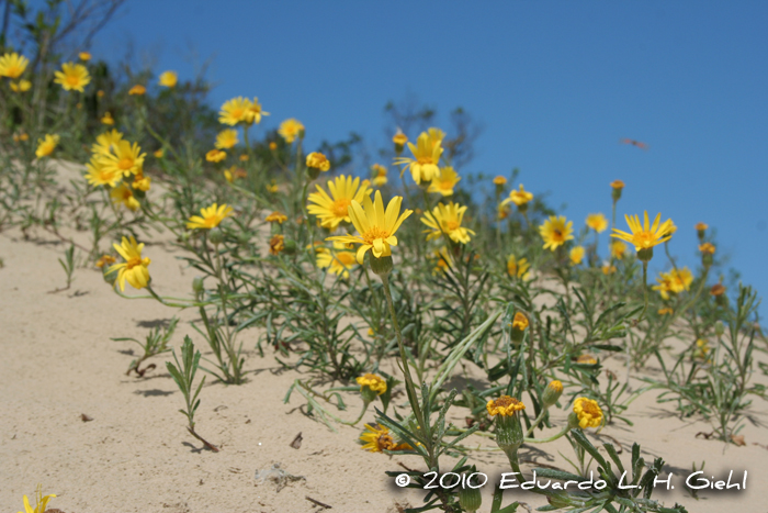 Senecio ceratophylloides