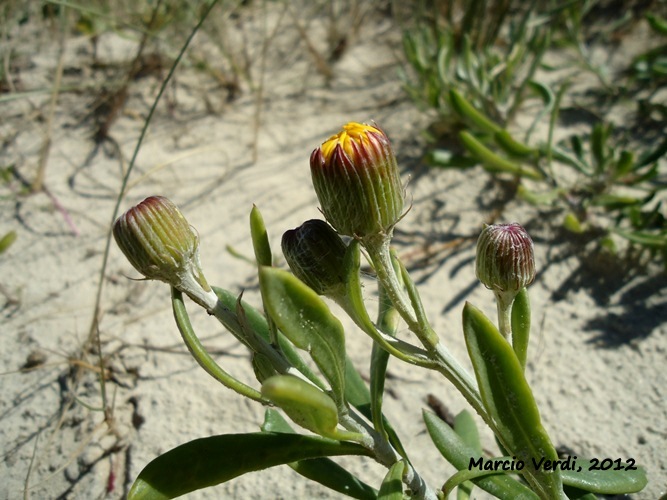 Senecio ceratophylloides