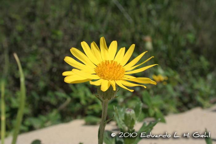 Senecio ceratophylloides