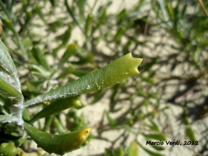 Senecio ceratophylloides