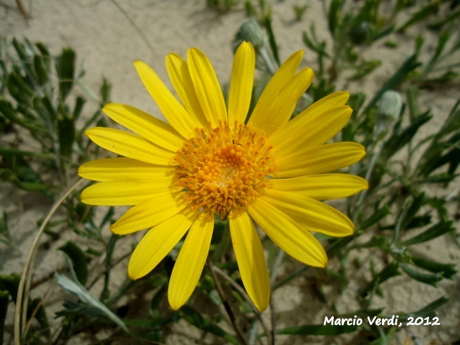 Senecio ceratophylloides