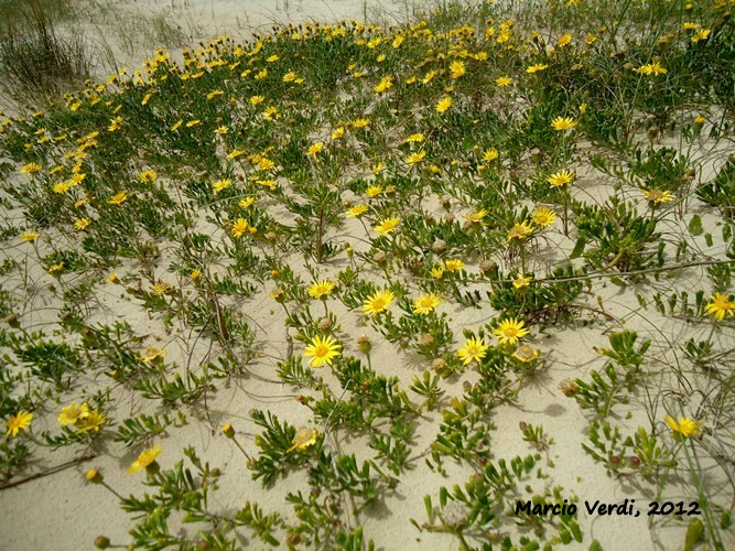 Senecio ceratophylloides