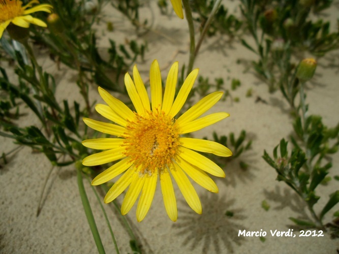 Senecio ceratophylloides