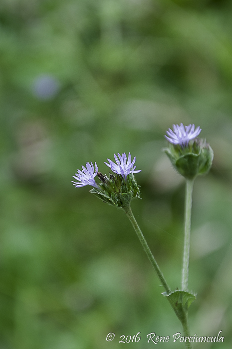 Elephantopus mollis