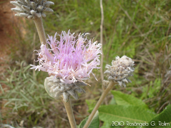 Lessingianthus macrocephalus