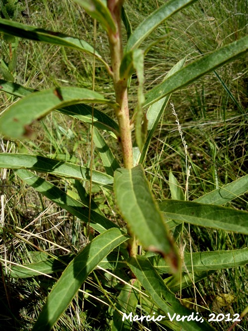 Chrysolaena cognata