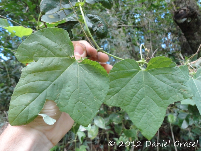 Passiflora morifolia