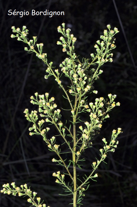 Baccharis coridifolia