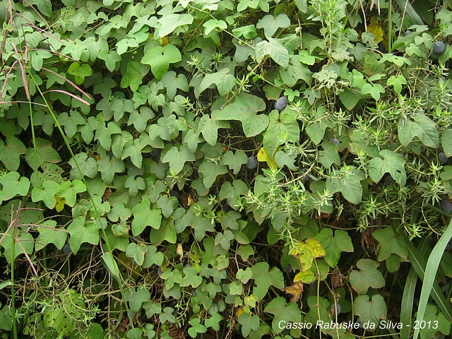 Passiflora morifolia