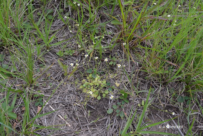 Pamphalea heterophylla