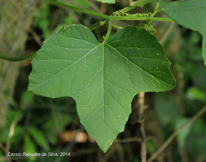 Passiflora morifolia