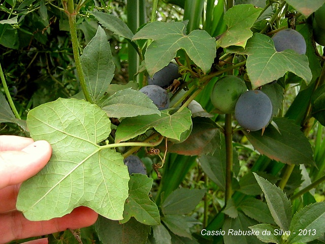 Passiflora morifolia