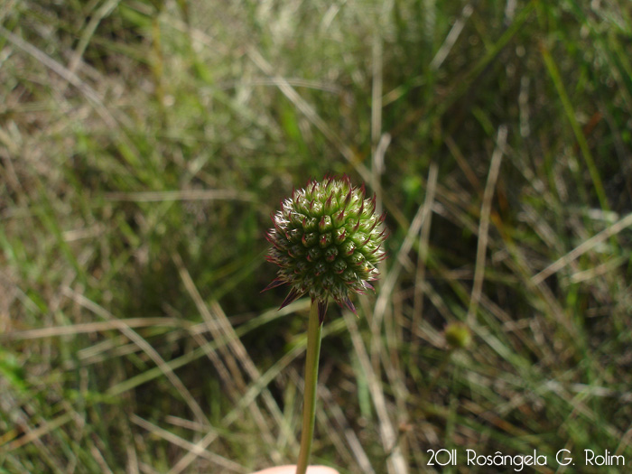 Eryngium Sanguisorba 9804