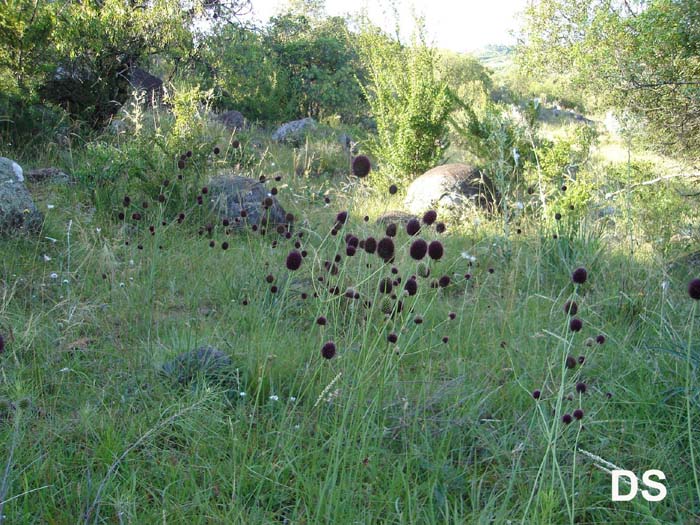 Eryngium sanguisorba