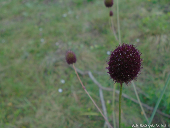 Eryngium sanguisorba