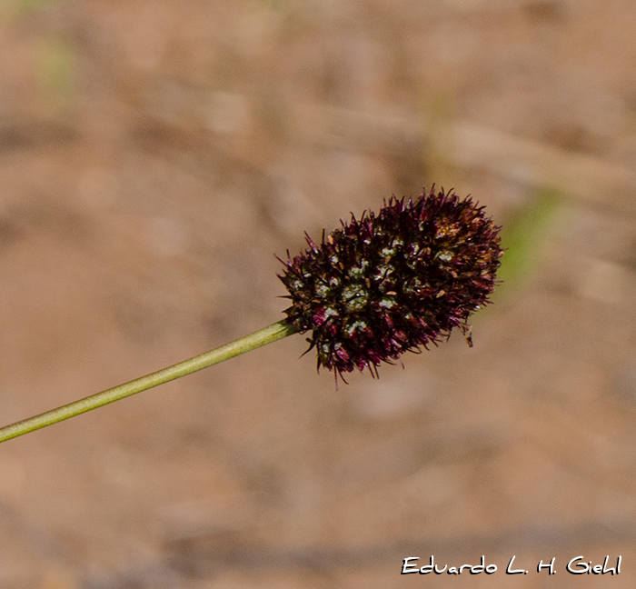 Eryngium sanguisorba