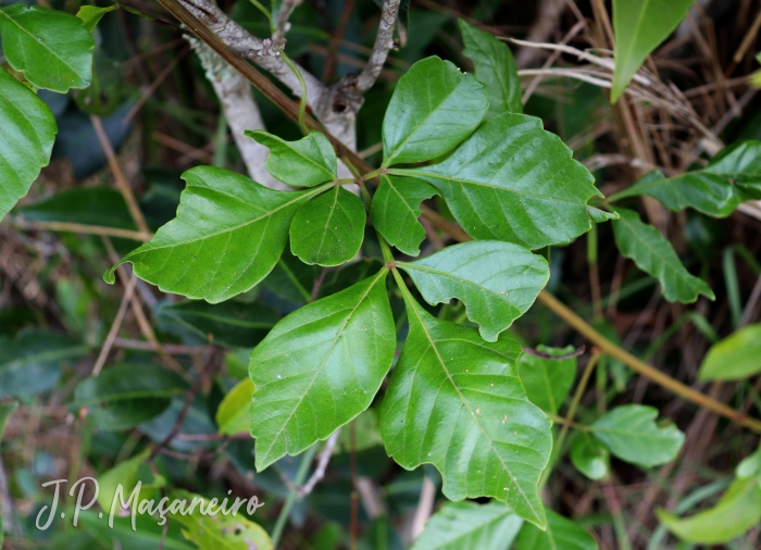 Paullinia trigonia