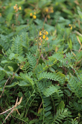 Adesmia latifolia