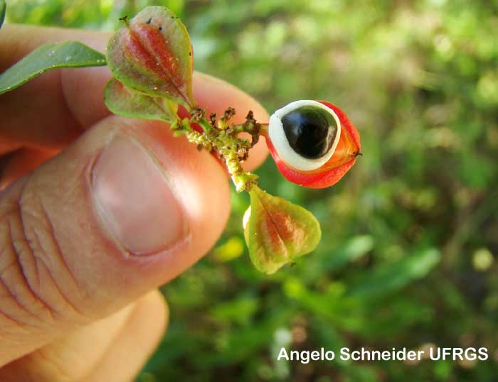 Paullinia trigonia