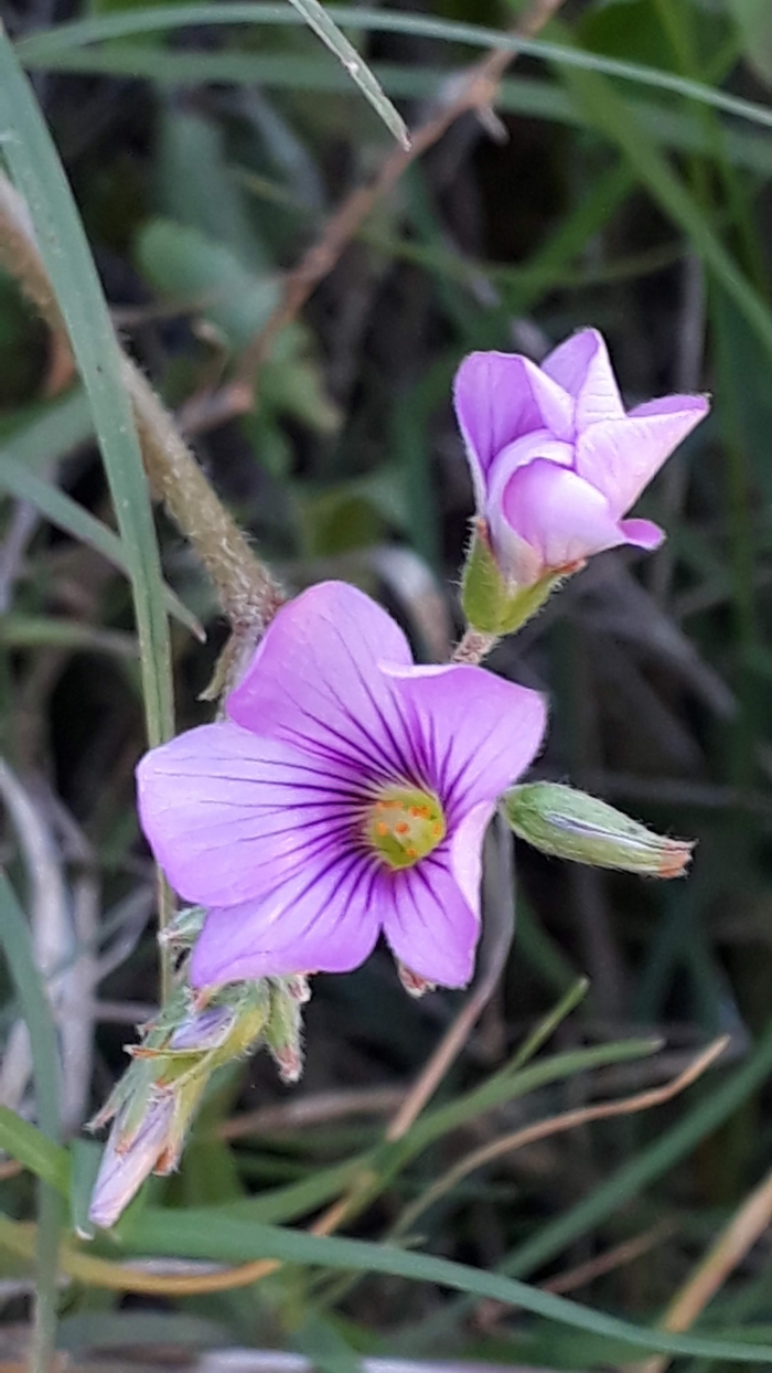 Oxalis articulata