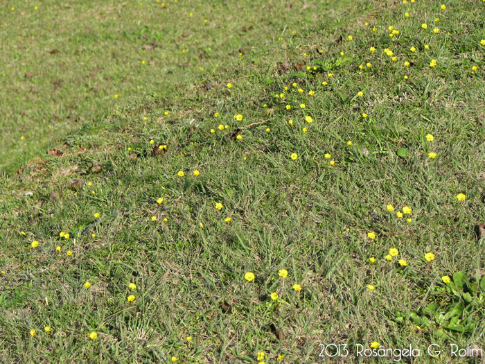 Oxalis perdicaria
