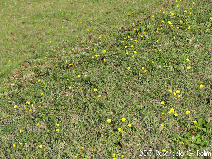 Oxalis perdicaria