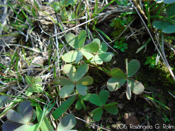 Oxalis perdicaria