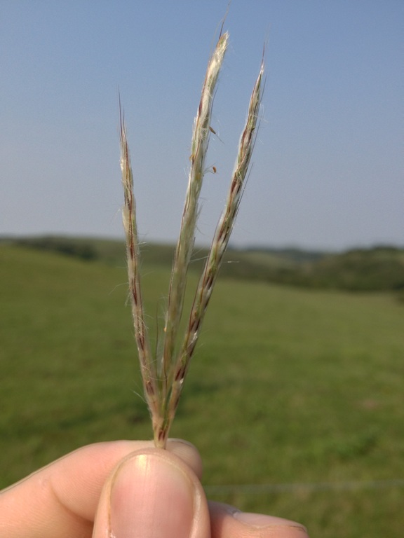 Andropogon ternatus