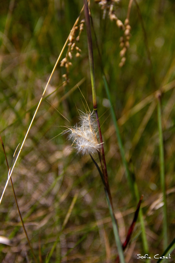 Andropogon ternatus
