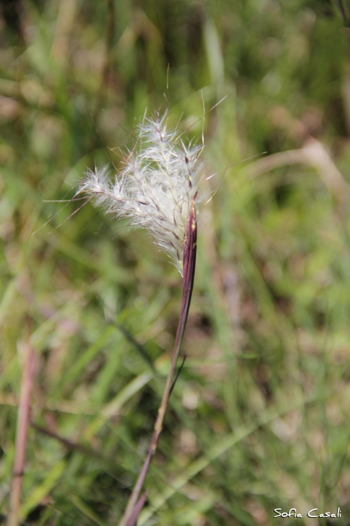 Andropogon ternatus