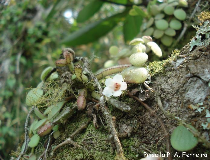 Codonanthe devosiana