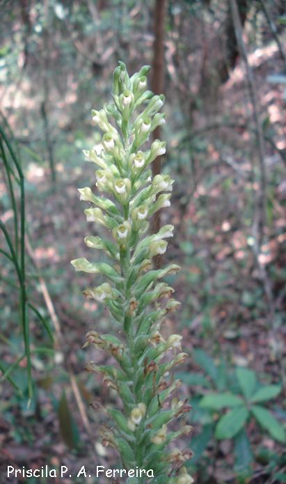 Sauroglossum nitidum