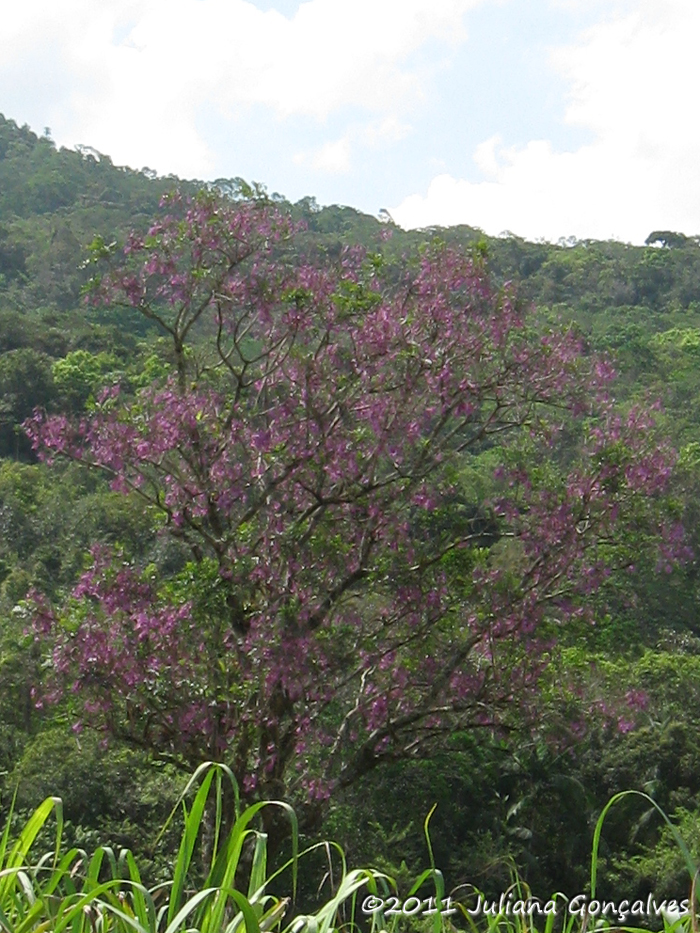 Jacaranda puberula