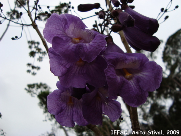 Jacaranda puberula