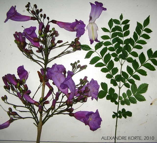 Jacaranda puberula