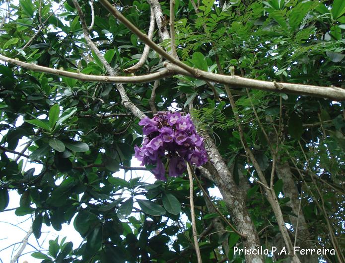 Jacaranda puberula