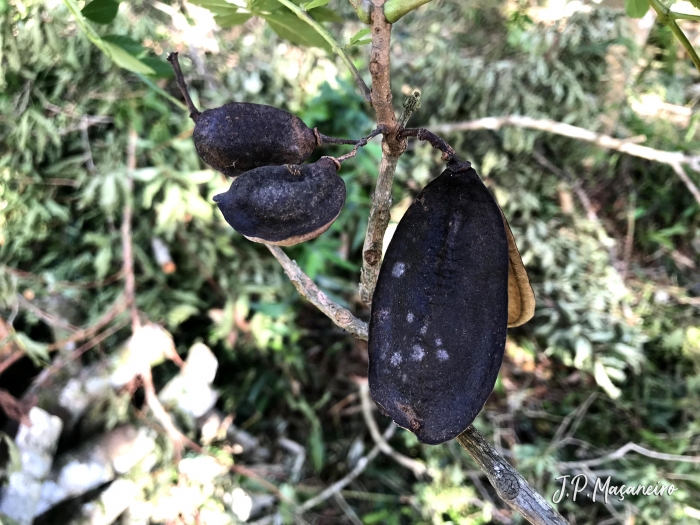 Jacaranda puberula