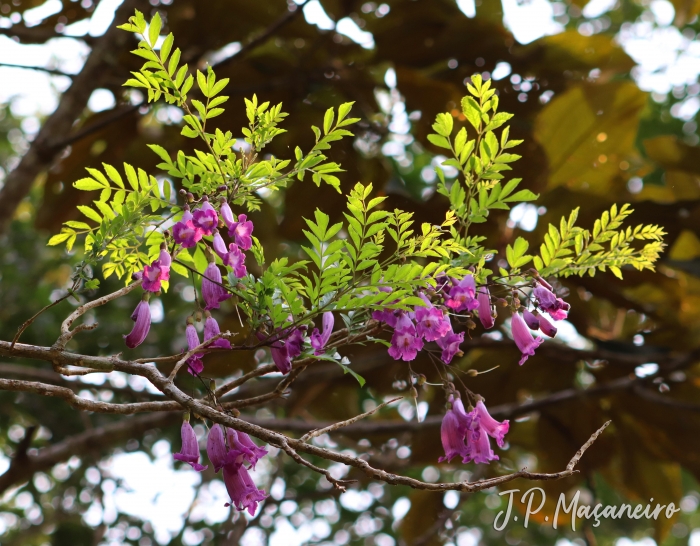 Jacaranda puberula