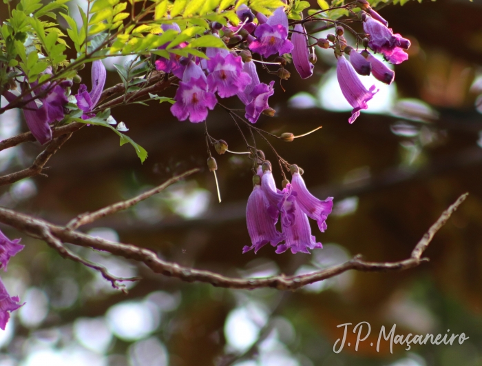 Jacaranda puberula