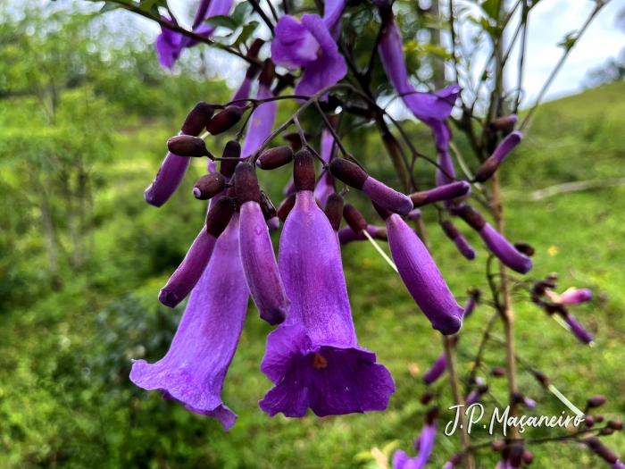 Jacaranda puberula