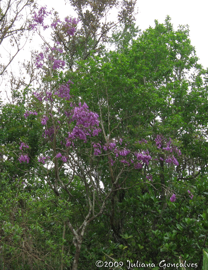 Jacaranda puberula