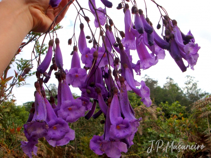 Jacaranda puberula