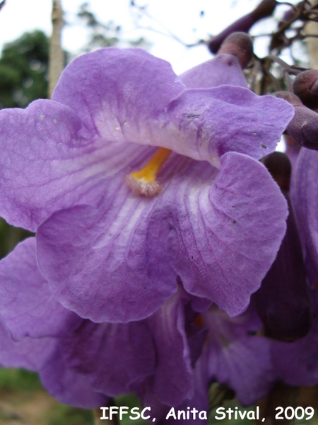 Jacaranda puberula