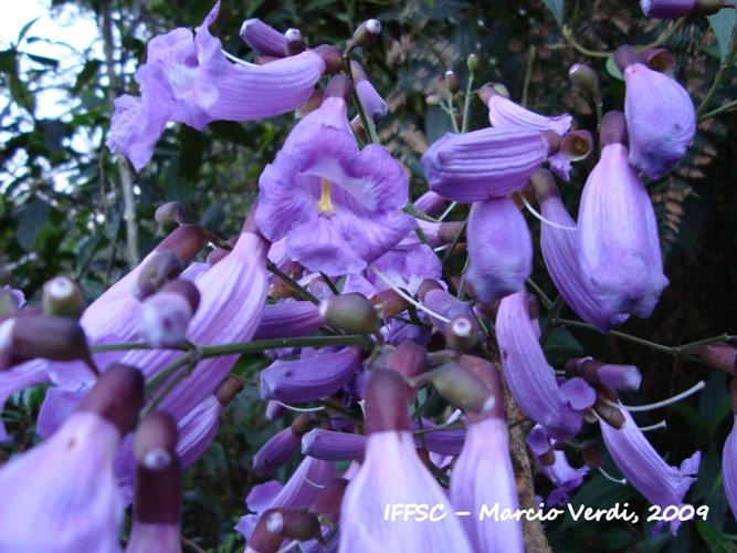 Jacaranda puberula