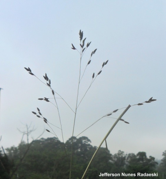 Eragrostis bahiensis