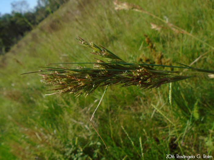 Andropogon virgatus