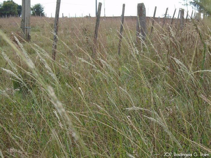 Digitaria insularis